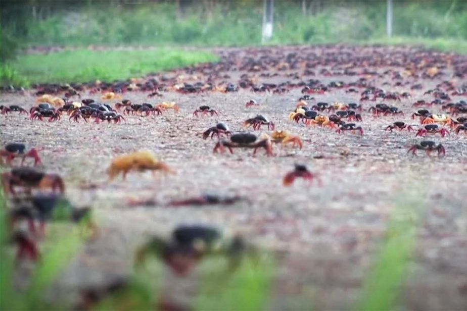 Crabs crawl in Cuba 