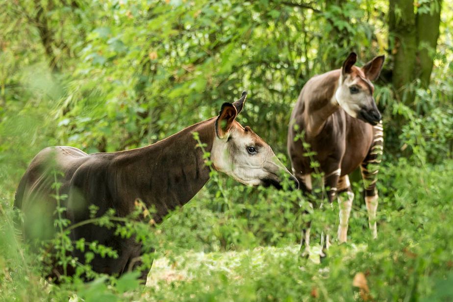 Okapi Wildlife Reserve: Best place to see the okapi 